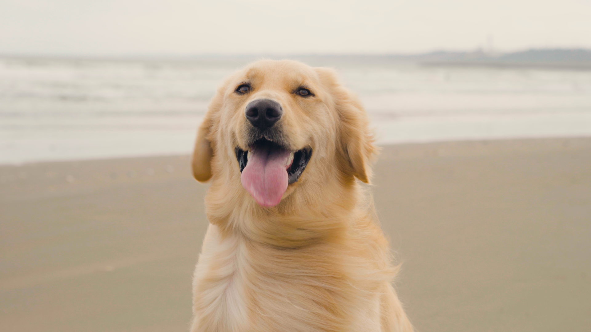 Doggy's Coast Oarai