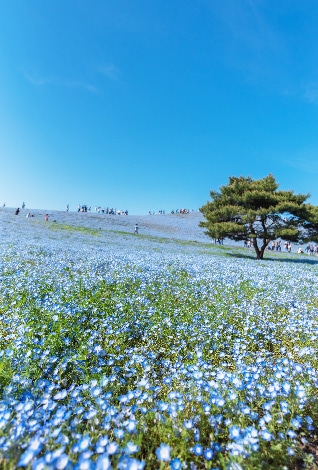 青い花畑が広がる風景