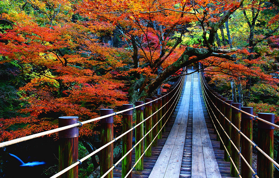 紅葉を楽しもう