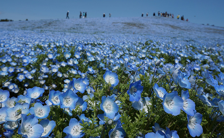ひたち海浜公園のネモフィラ
